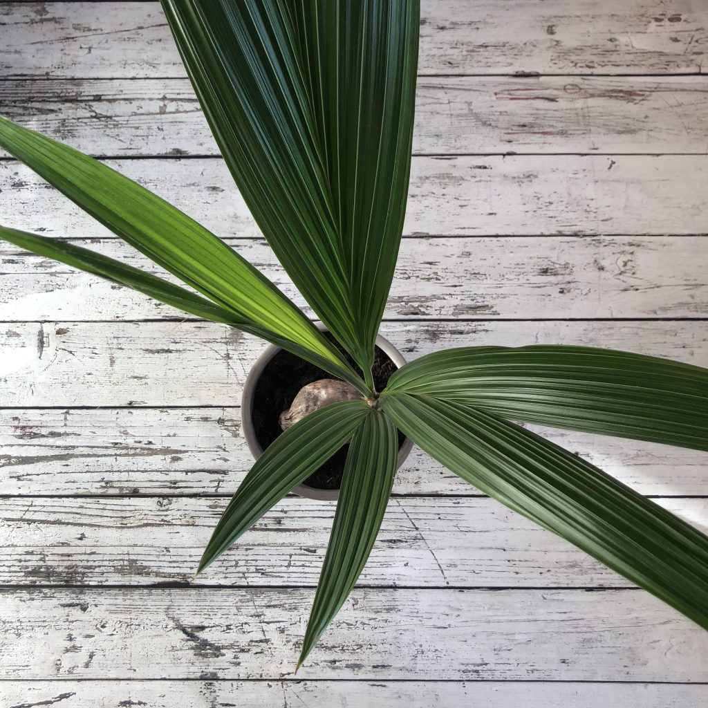 De kokos palm, een prachtige kamerplant - Boompje Blogje