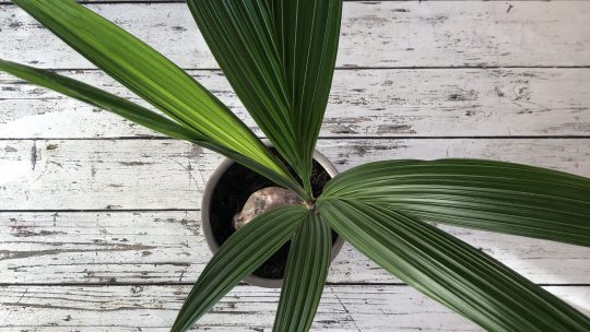 De kokos palm, een prachtige kamerplant